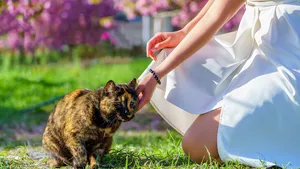 Girl in a white dress caresses brown red spotted cat in the garden in sun lights on green grass with beautiful blossom pink trees on the background