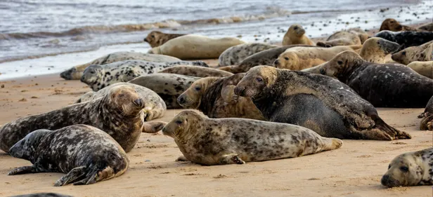 Grijze zeehonden
