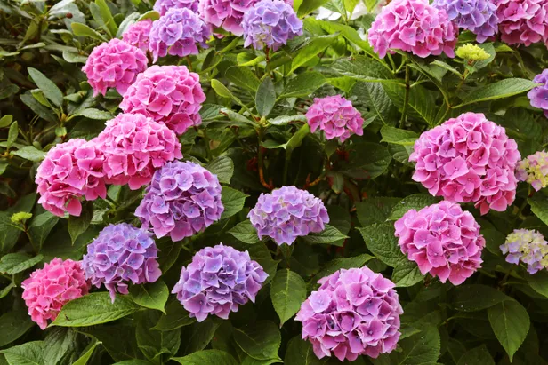 Hortensia