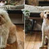 13 Mensen die dachten dat ze een andere hond terugkregen na een bezoek aan de trimsalon
