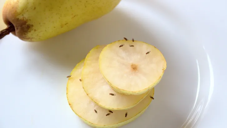 fruitvliegjes op een peer