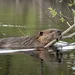 Bever