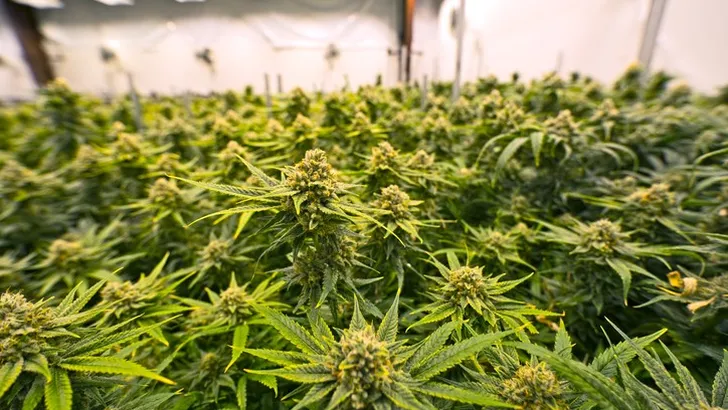 cannabis