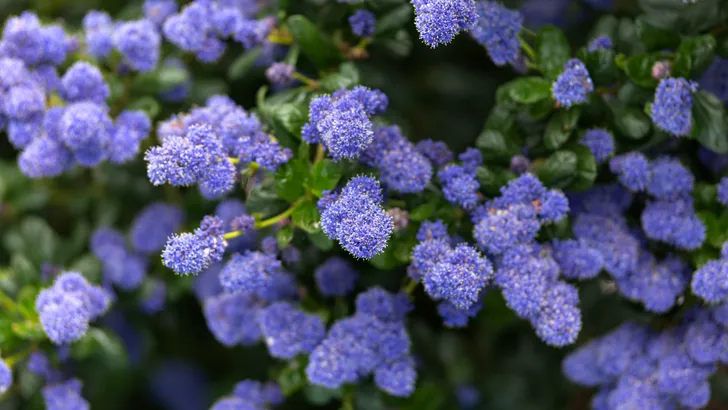 Ceanothus