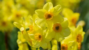 Narcis