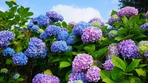 Knallende blauwe hortensia’s zonder enige chemische producten: dit simpele trucje gebruiken tuiniers al in de winter