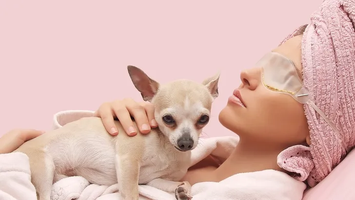 Beau Pets: koninklijke Japanse chihuahua