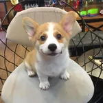 puppy