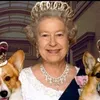 De Queen en haar corgi's