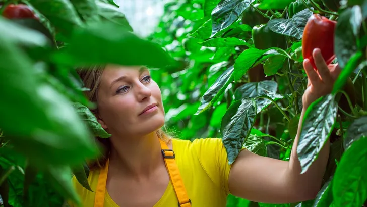 vrouw kas paprika