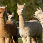 pizza's eten alpaca's