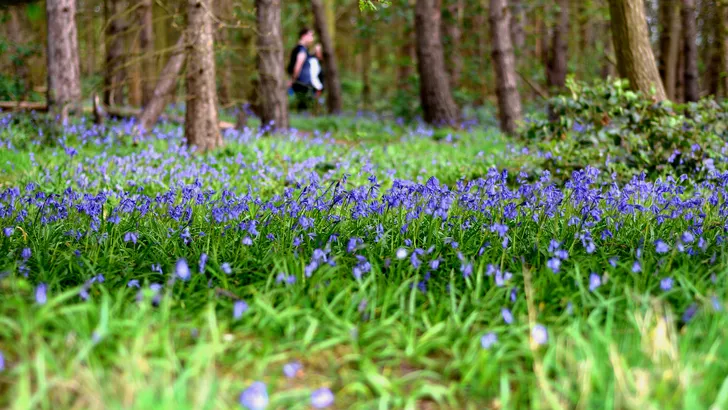 Tuinen in Noord-Nederland