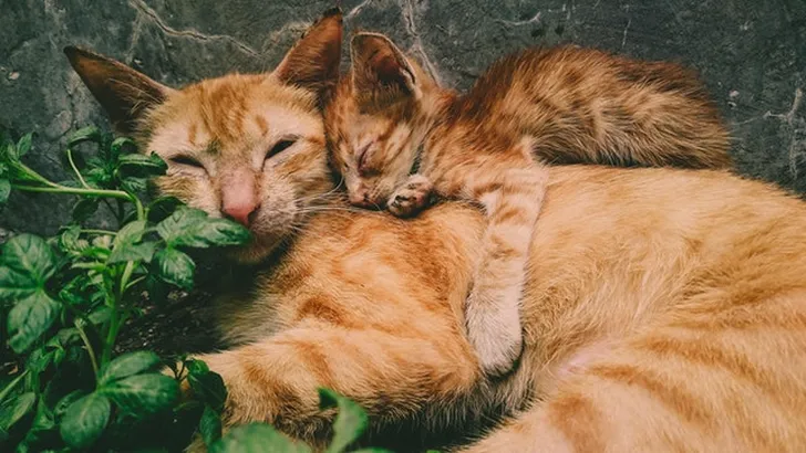Twee katten