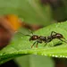 Nieuw onderzoek toont bizar gedrag: deze mieren vragen letterlijk om hun eigen doodvonnis als ze ziek zijn