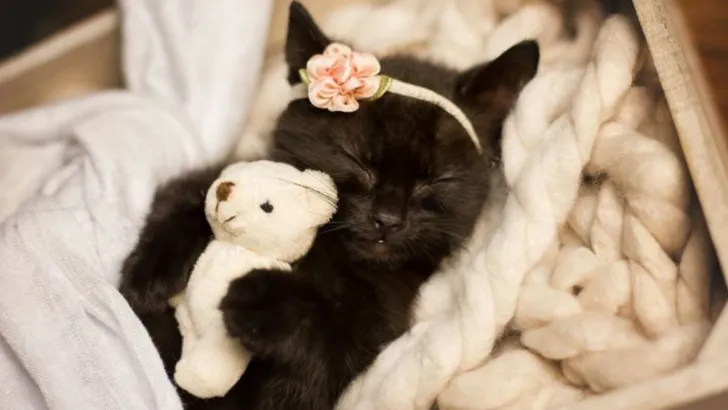 Deze fotoshoot met een kitten ging viral en wij snappen wel waarom
