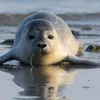 Op pad met de zeehondenwachter: 'We krijgen soms tientallen meldingen per dag' | Noorderland