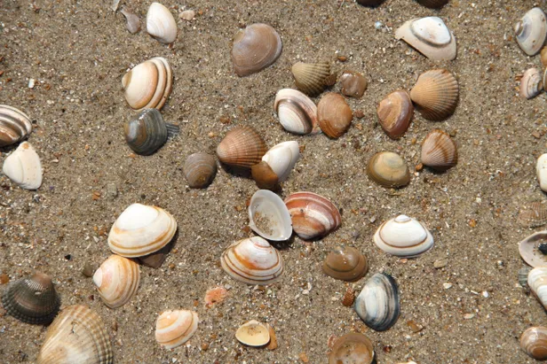 Schelpen op het strand