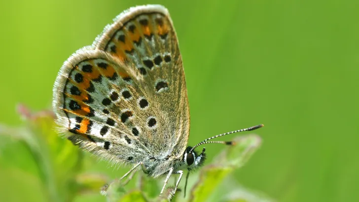 Silver Studded Blue
