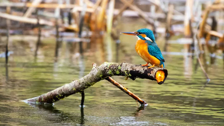 Vogels kijken