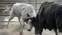 Jongen redt zijn oma van woeste stier [+VIDEO]