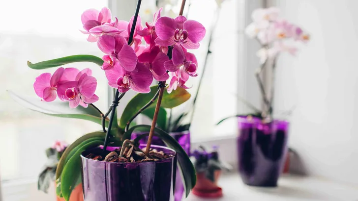 Orchidee