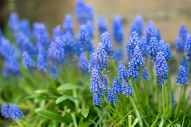 Blauwe druifjes