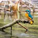 Vogels kijken