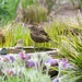 Vogels