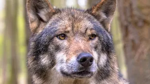 Wolf portrait in forest