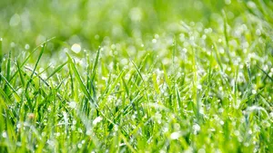 Waarom we moeten stoppen met kunstgras en tegeltuinen (en wat je beter wél kunt doen)