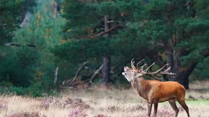 veluwe