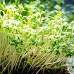 Closeup horizontal background from organic microgreen of watercress. Seed Germination at home.