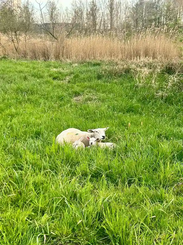 Lammetjes in het gras 