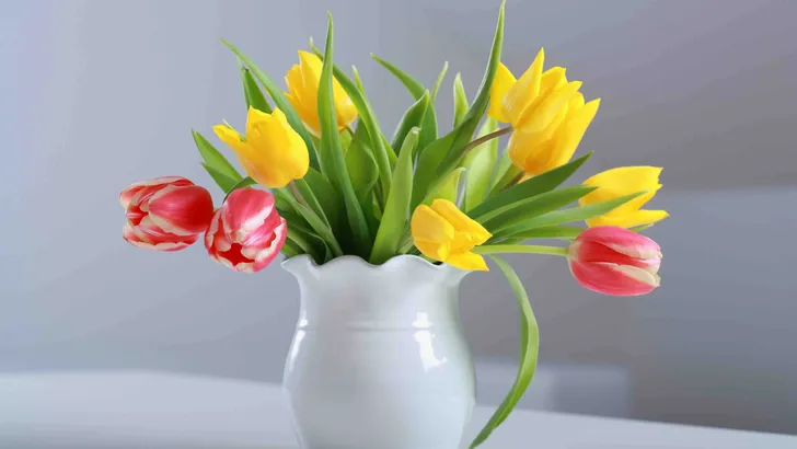 Tulpen