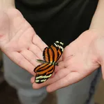 Young Boy Holding A Butterfly