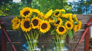 Zonnebloemen