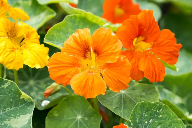 De Oost-Indische kers