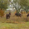 Wandelen tussen wilde paarden: de mooiste natuurgebieden in het noorden | Noorderland