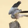 De grauwe kiekendief: een zeldzame vogel op de Groningse akkers | Noorderland