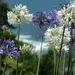 Agapanthus bloemen