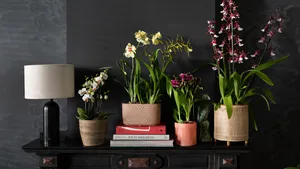 orchidee jungle winactie