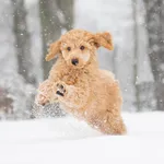 Onderzoek over wandelen in de sneeuw