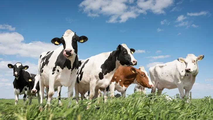 black and white cows in green grassy meadow under blue sky near amersfoort in holland