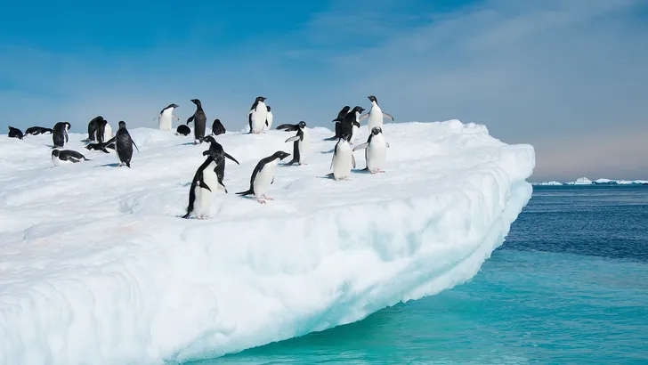 Holland America Line introduceert lange cruises tot 41 dagen naar Zuid-Amerika en Antarctica in 2027–2028. Nieuw Amsterdam debuteert.