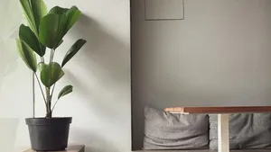 Trendy kamerplanten: Groen in huis is hip 
