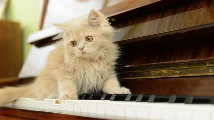 Er komt muziek waarop je kunt dansen met je kat
