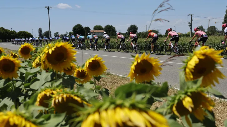 veld met zonnebloemen vakantie