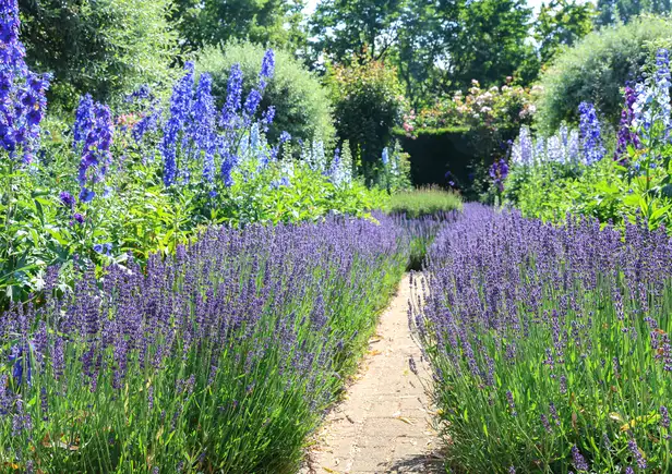Lavendel in de tuin