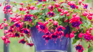Fuchsia