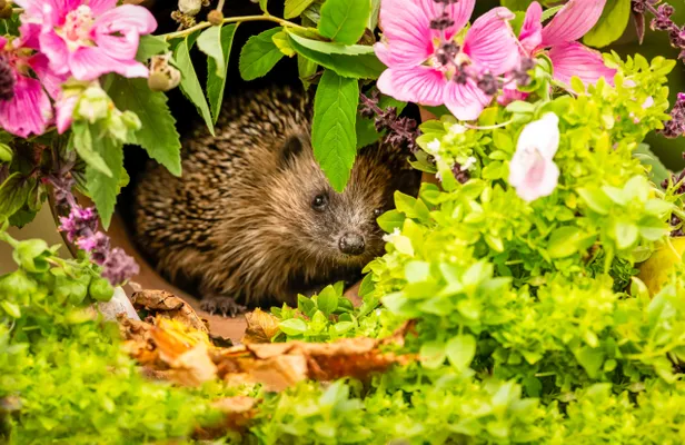 Egel in de lente